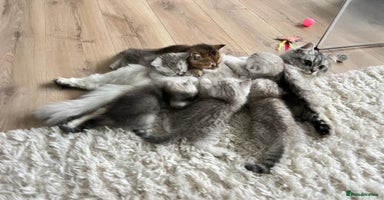 Scottish Fold cats - Advert 3