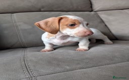 Miniature Dachshund dogs for sale: ✨ KC Piebald & Longhair Miniature Dachshund✨ - Image 1