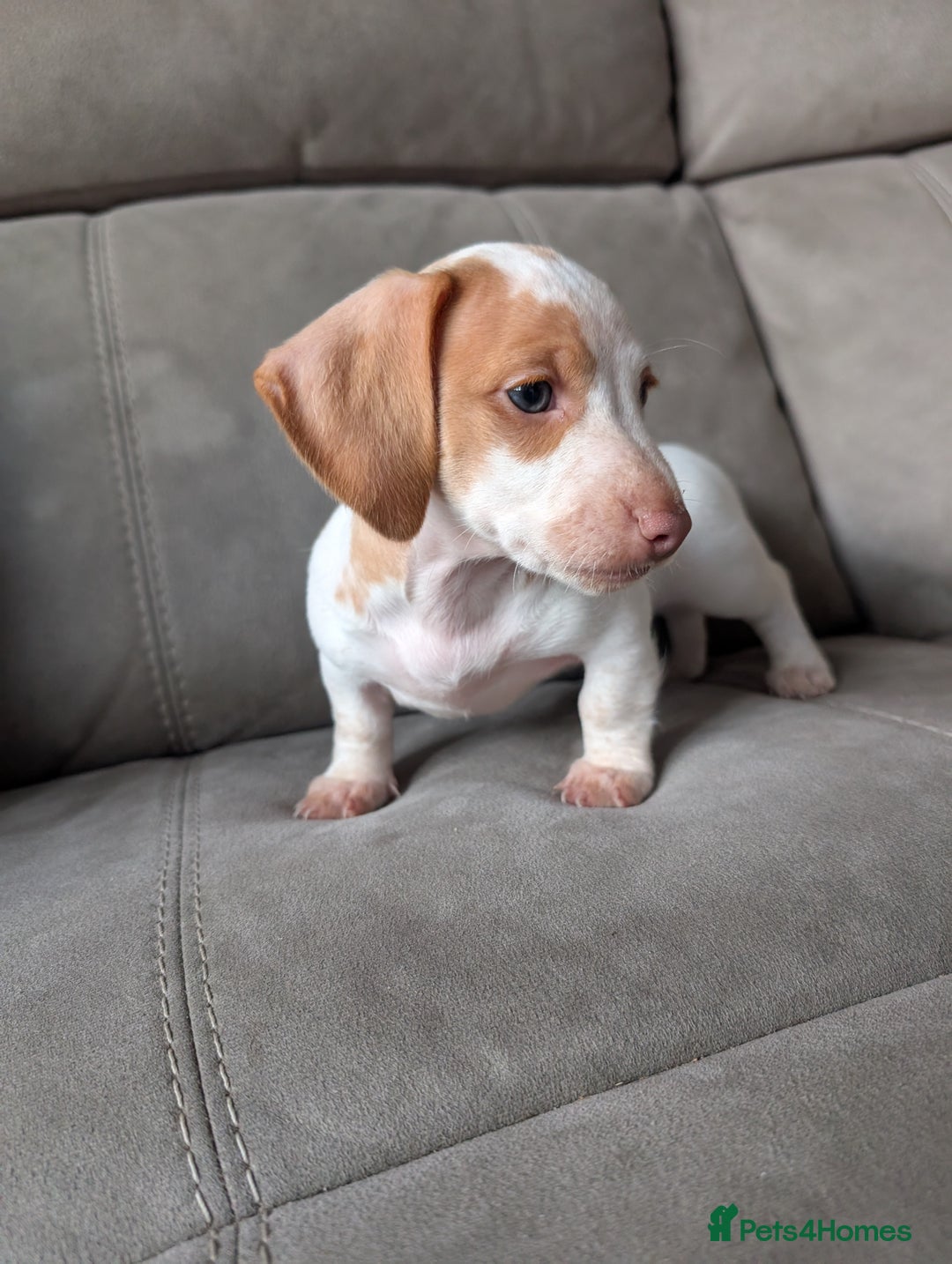 Miniature Dachshund dogs for sale: ✨ KC Piebald & Longhair Miniature Dachshund✨ - Image 1