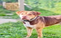 Mixed Breed dogs for sale: Beautiful family dog - Image 1