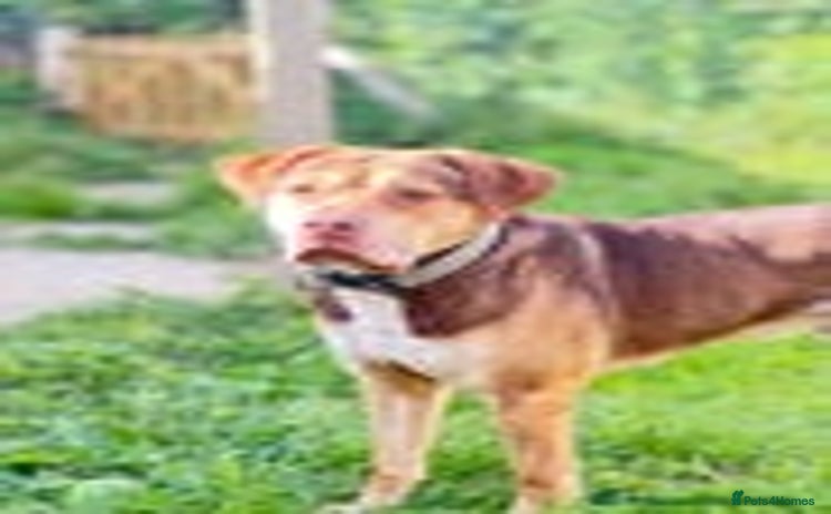 Mixed Breed dogs - Advert 3