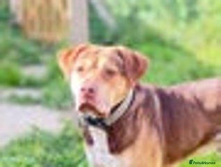 Mixed Breed dogs - Advert 7