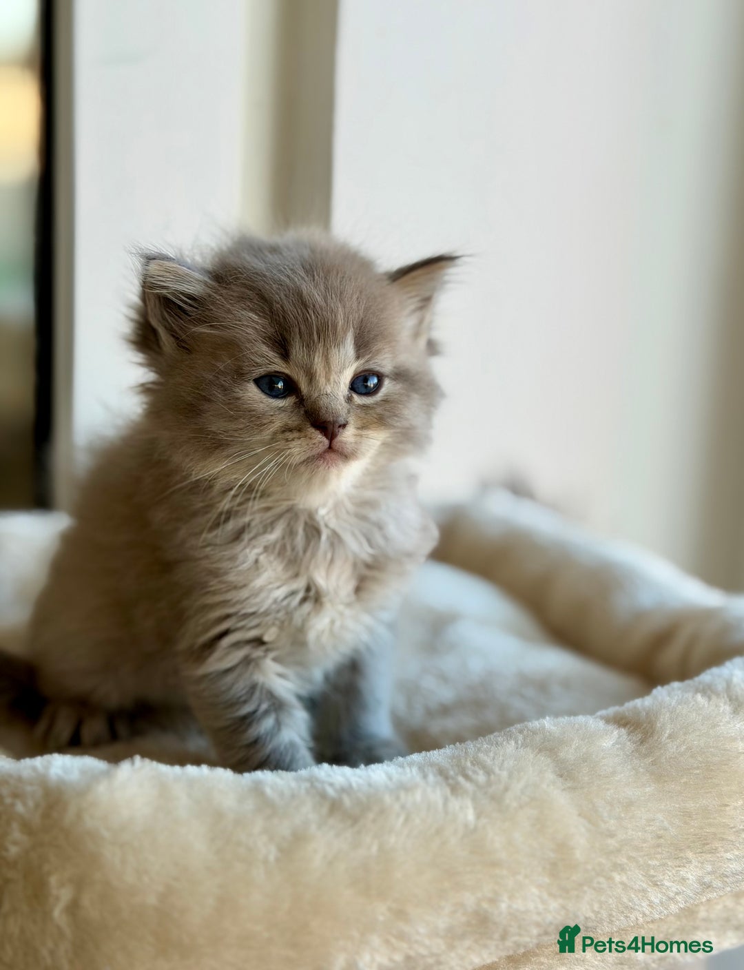 Ragdoll cats for sale: TICA registered cherubim kittens - Advert 25