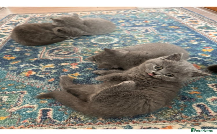 British Shorthair cats - Advert 1