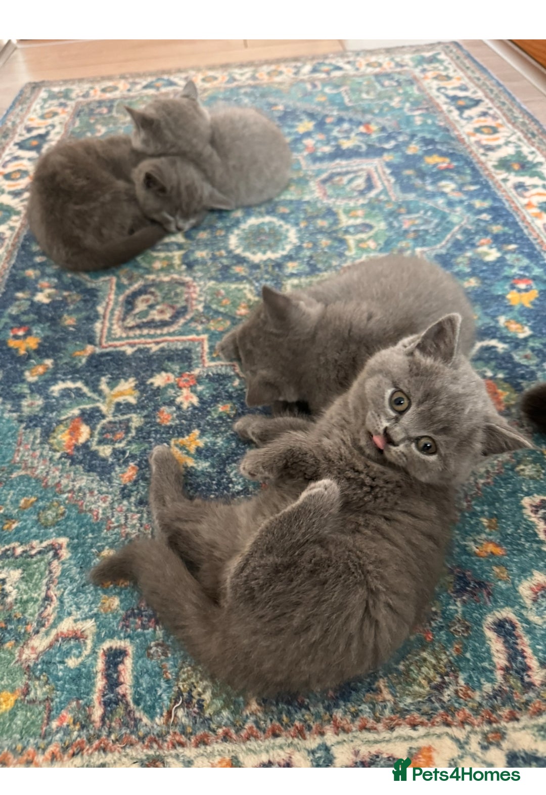 British Shorthair cats for sale: British shorthair kittens - Image 1