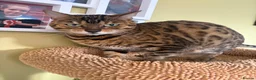 Bengal cats for sale: Super snuggly Retired breeding queen bengal - Advert 2