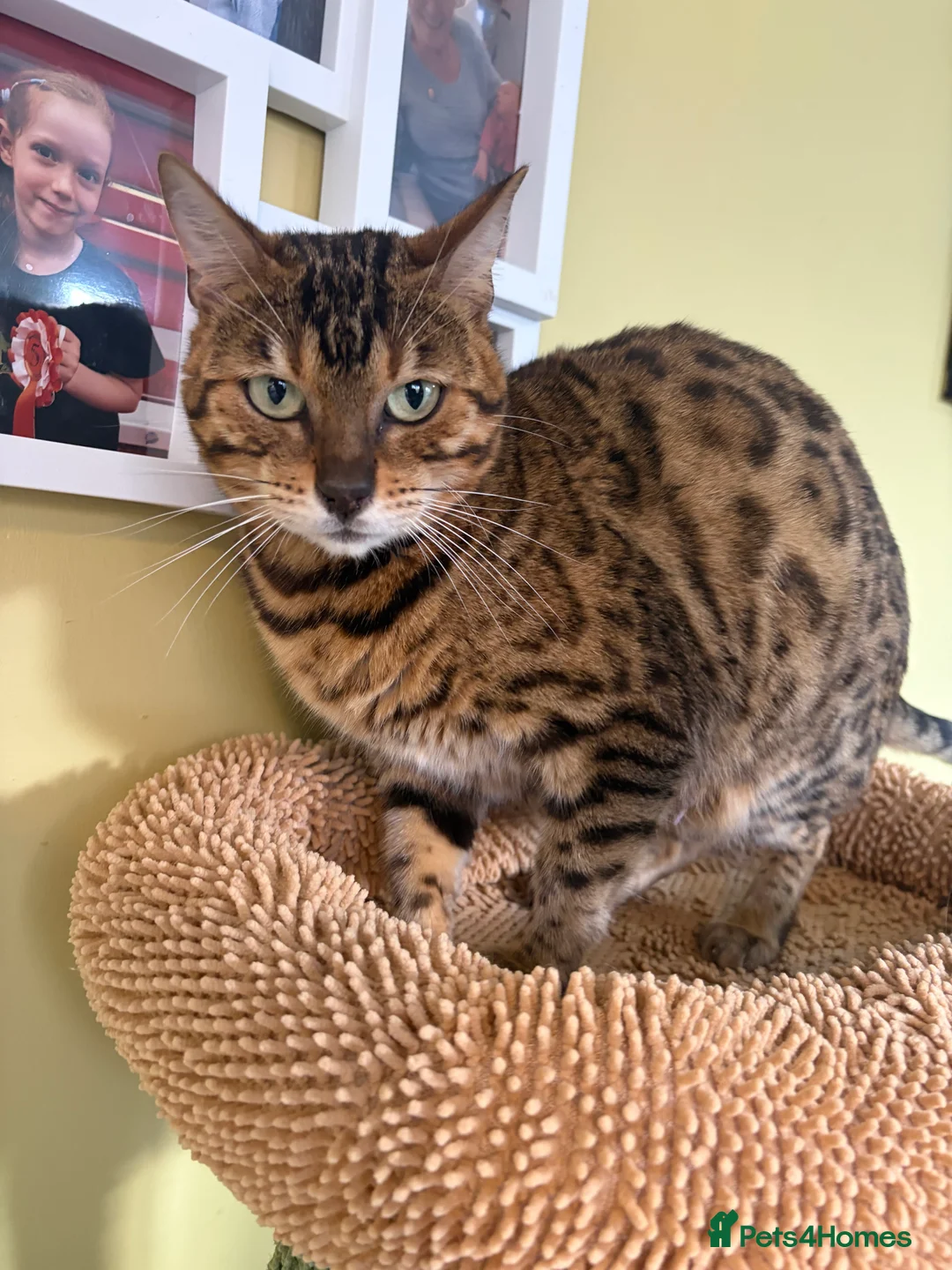 Bengal cats for sale: Super snuggly Retired breeding queen bengal - Advert 2