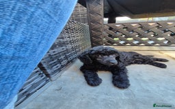 Maltipoo dogs for sale: Maltipoo puppies ready now  - Image 34