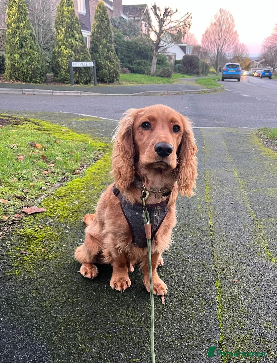 Cocker Spaniel dogs for sale: Frankie - Advert 2