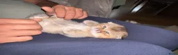 Scottish Fold cats for sale: Scottish fold and British shorthair kittens - Advert 39