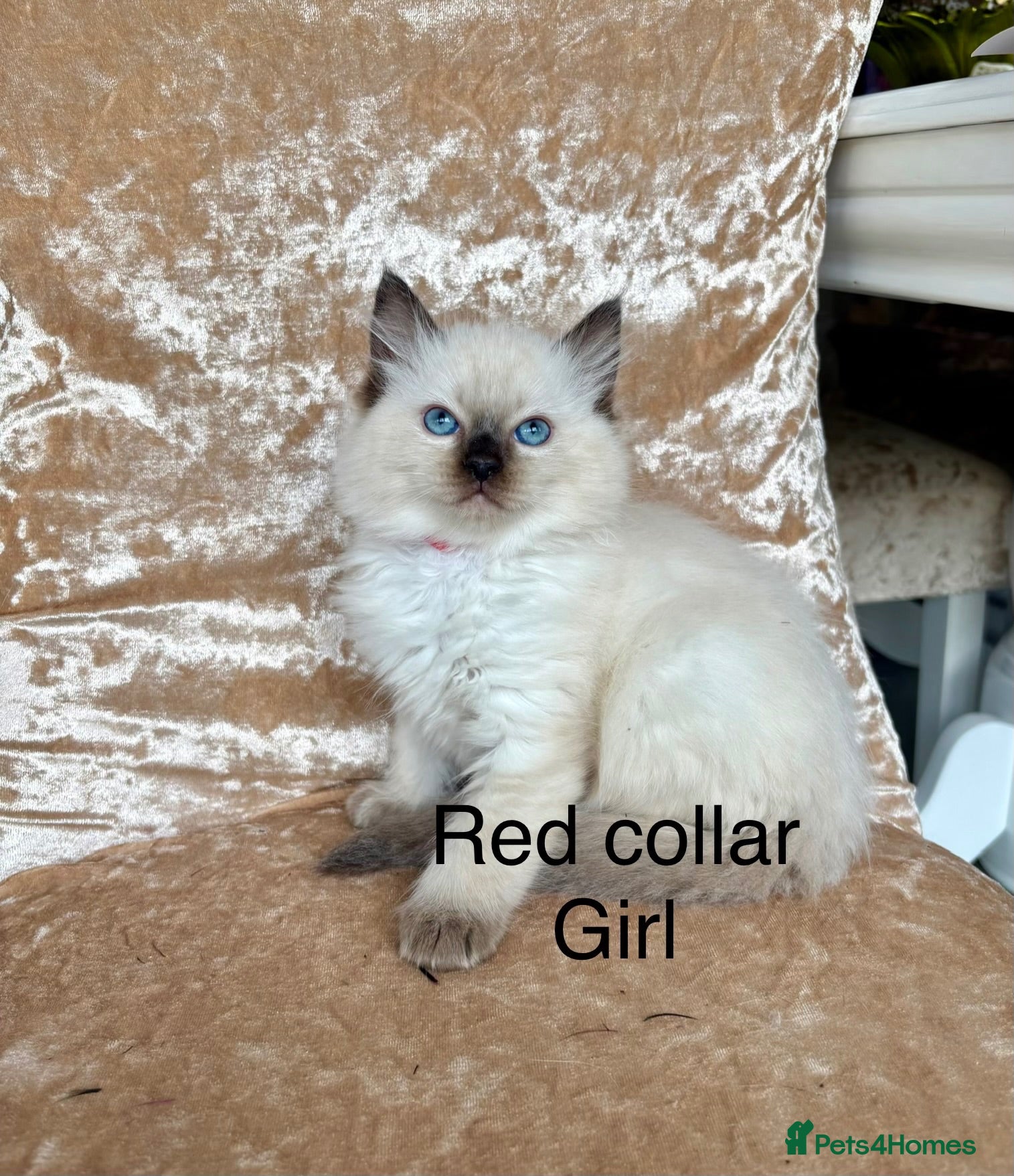 Ragdoll cats Beautiful ragdoll kittens  - Advert 1