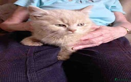 British Shorthair cats for sale: Cream Friendly kitten - Image 10