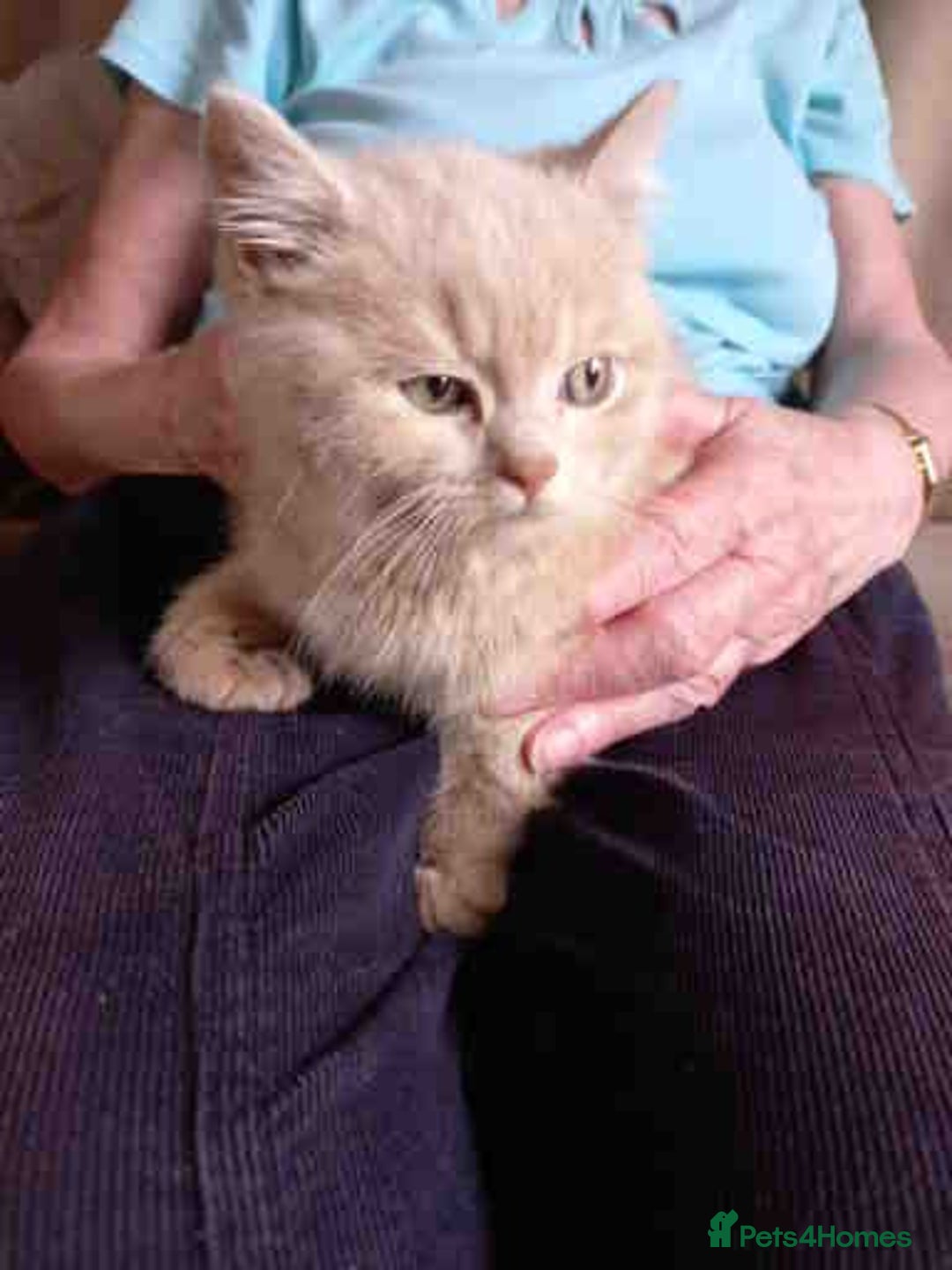 British Shorthair cats for sale: Cream Friendly kitten - Image 10