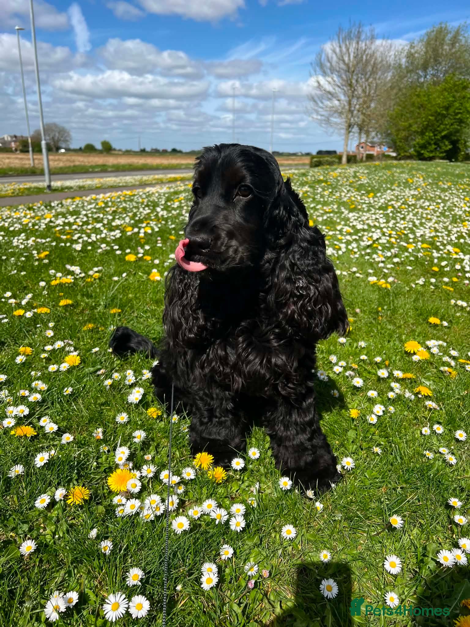 Cocker Spaniel dogs Beautiful Monzo - Cocker Spaniel looking new home - Advert 16