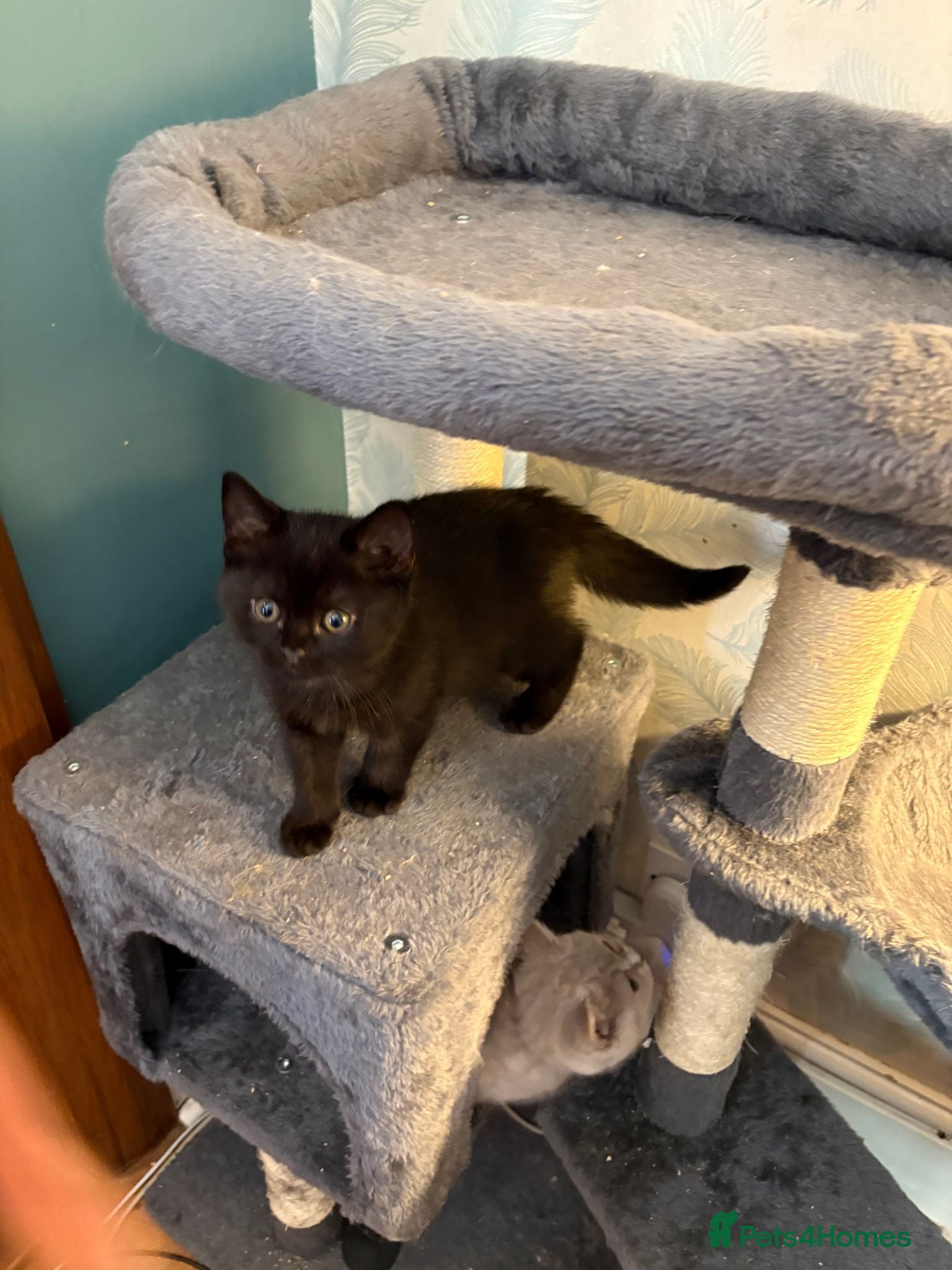 British Shorthair cats Three beautiful BSH  babies available October - Advert 2