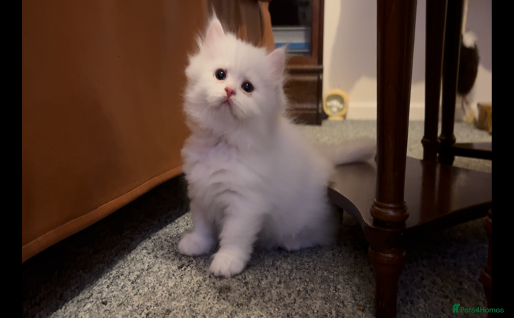 Munchkin cats - Advert 2