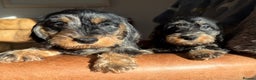 Miniature Dachshund dogs for sale: KC registered mini wires - Advert 4