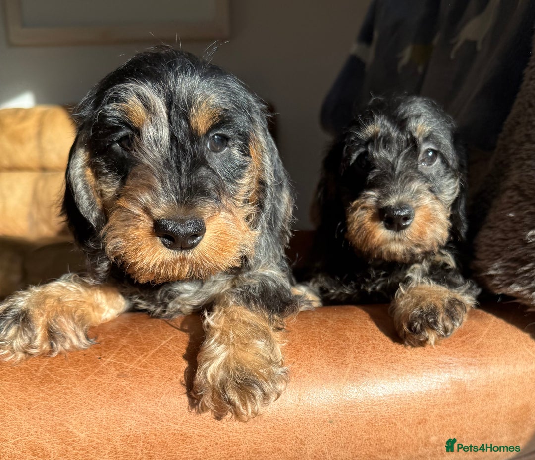 Miniature Dachshund dogs for sale: KC registered mini wires - Advert 4