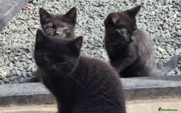 British Shorthair cats for sale: Kittens Ready Now  - Image 8
