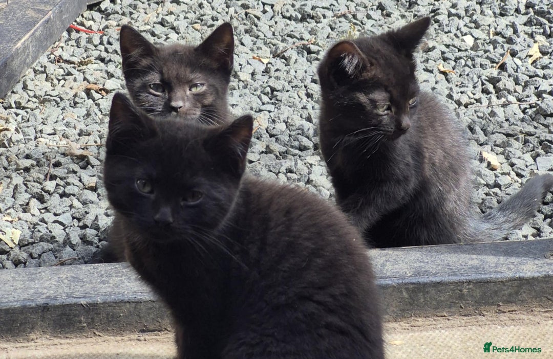 British Shorthair cats for sale: Kittens Ready Now  - Image 8