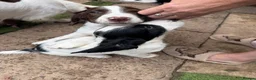 English Springer Spaniel dogs for sale: Engilish springer spaniel puppies  - Advert 13