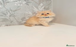 Persian cats for sale: Persian kittens 2 gorgeous boys  - Image 11