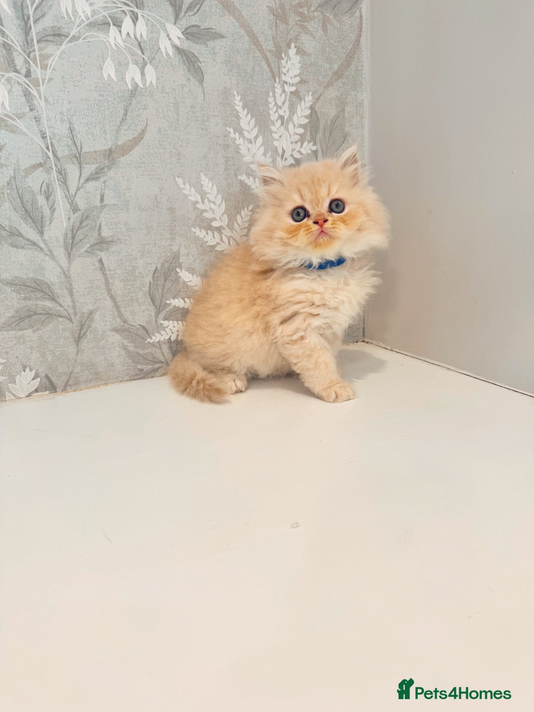 Persian cats for sale: Persian kittens 2 gorgeous boys  - Image 11
