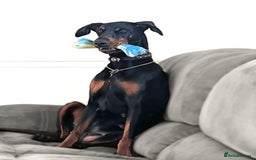 Dobermann dogs for sale: #ShadowdairDobermans #Pregnancy#DobermanLove - Image 10