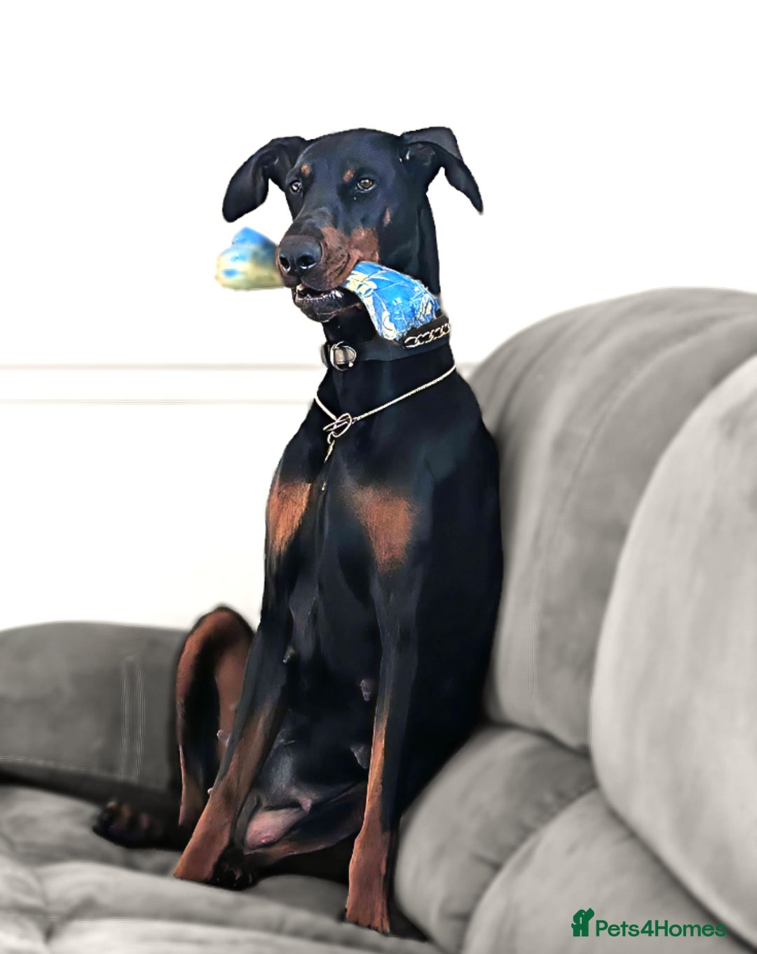 Dobermann dogs for sale: #ShadowdairDobermans #Pregnancy#DobermanLove - Image 10