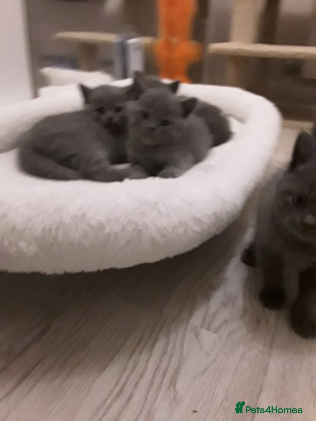 British Shorthair cats for sale: Beautifull pedigree bsh - Advert 2