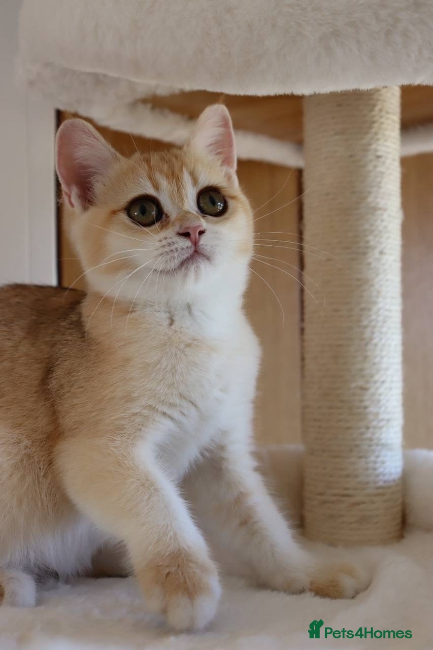 British Shorthair cats Ready Champion lines BSH kittens  - Advert 2