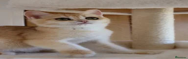 British Shorthair 2