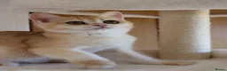 British Shorthair cats for sale: Ready Champion lines BSH kittens  - Advert 5