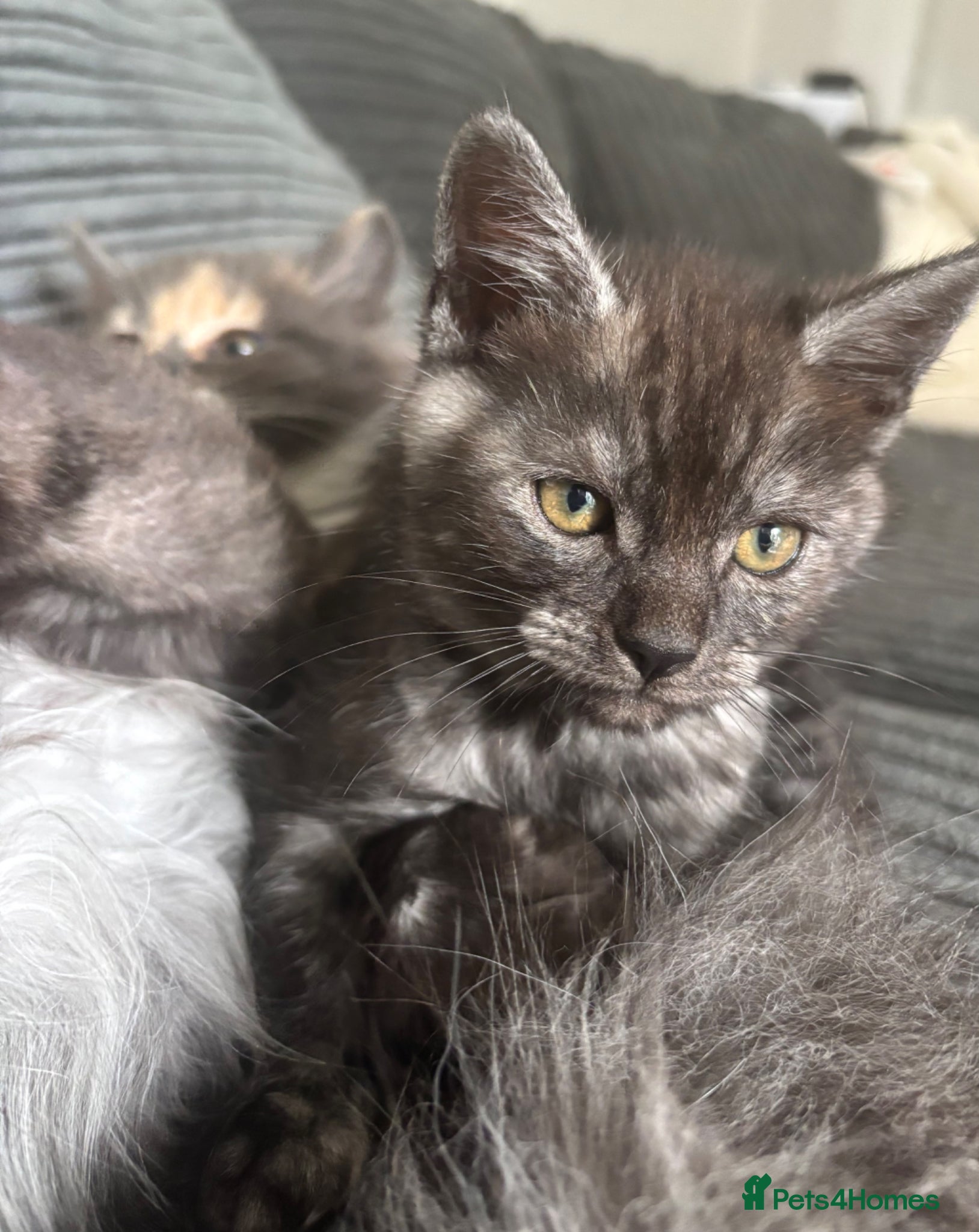 Mixed Breed cats Mainecoon cross kittens  - Advert 1