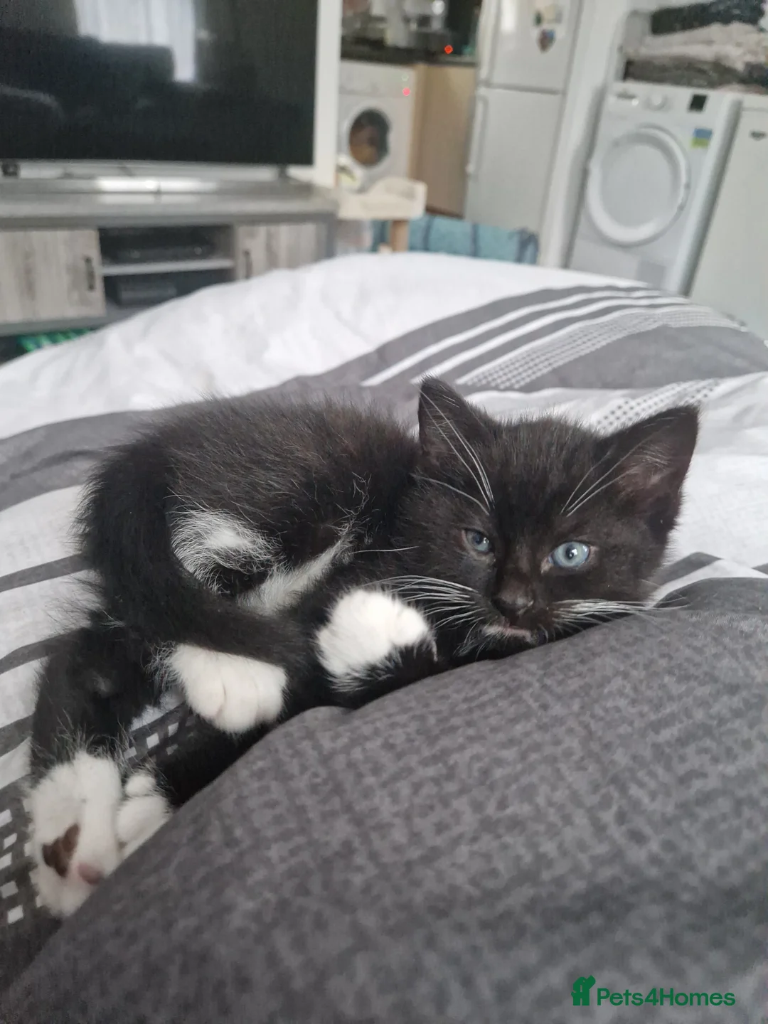 Mixed Breed cats for sale: Last kitten left Male..  - Advert 4