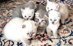 Scottish Fold cats for sale: Kittens for sale  - Image 3