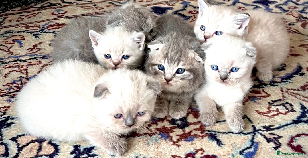Scottish Fold cats for sale: Kittens for sale  - Image 3