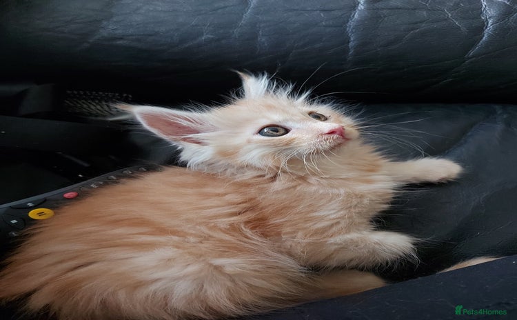 Maine Coon cats - Advert 10