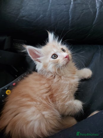 Maine Coon cats - Advert 16