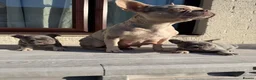 French Bulldog dogs for sale: Blue French Bulldog in London - Advert 8