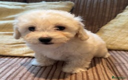 Maltipoo dogs for sale: Fully dna tested Maltipoos  - Image 11