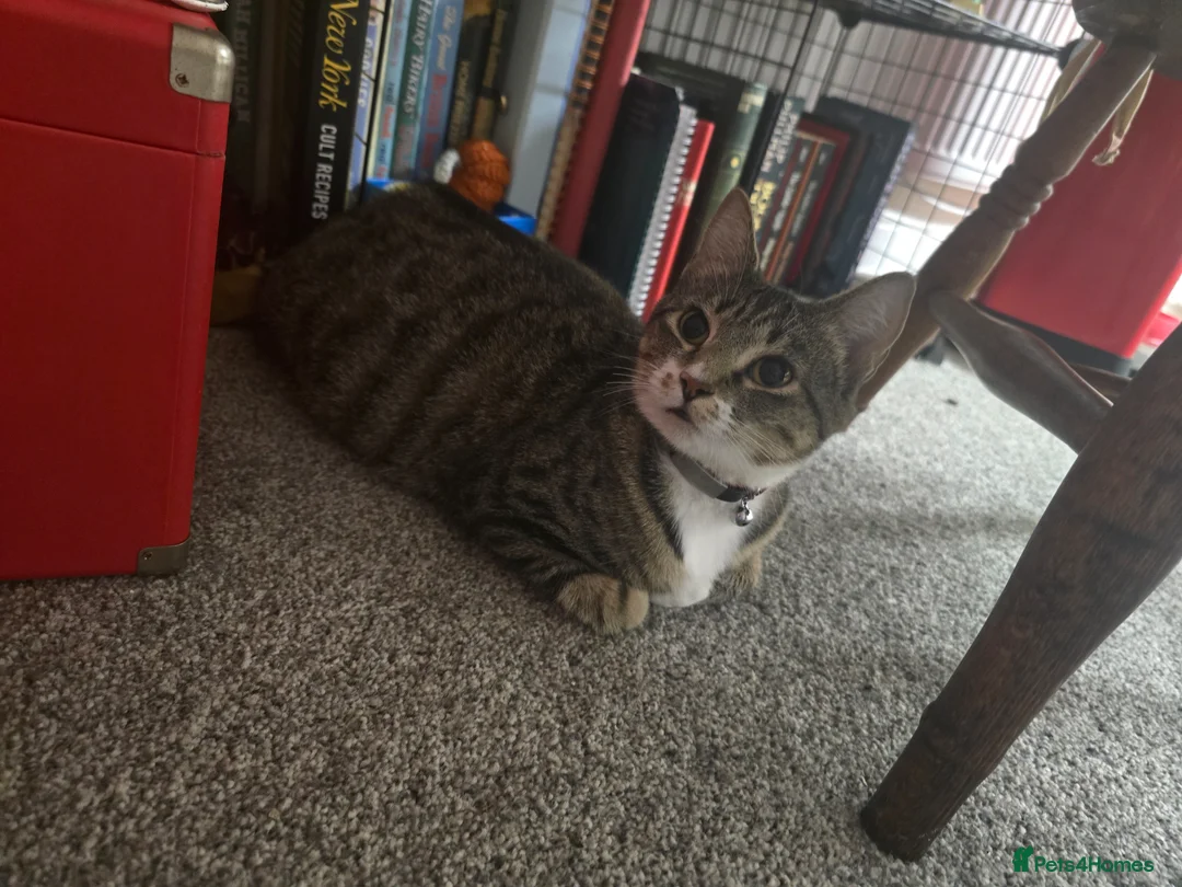 Mixed Breed cats for sale: Mainecoon cross tabby kittens £100 ONO - Advert 2