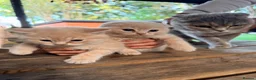 Scottish Fold cats for sale: Cute Scottish Fold Kittens 🐾 - Advert 15