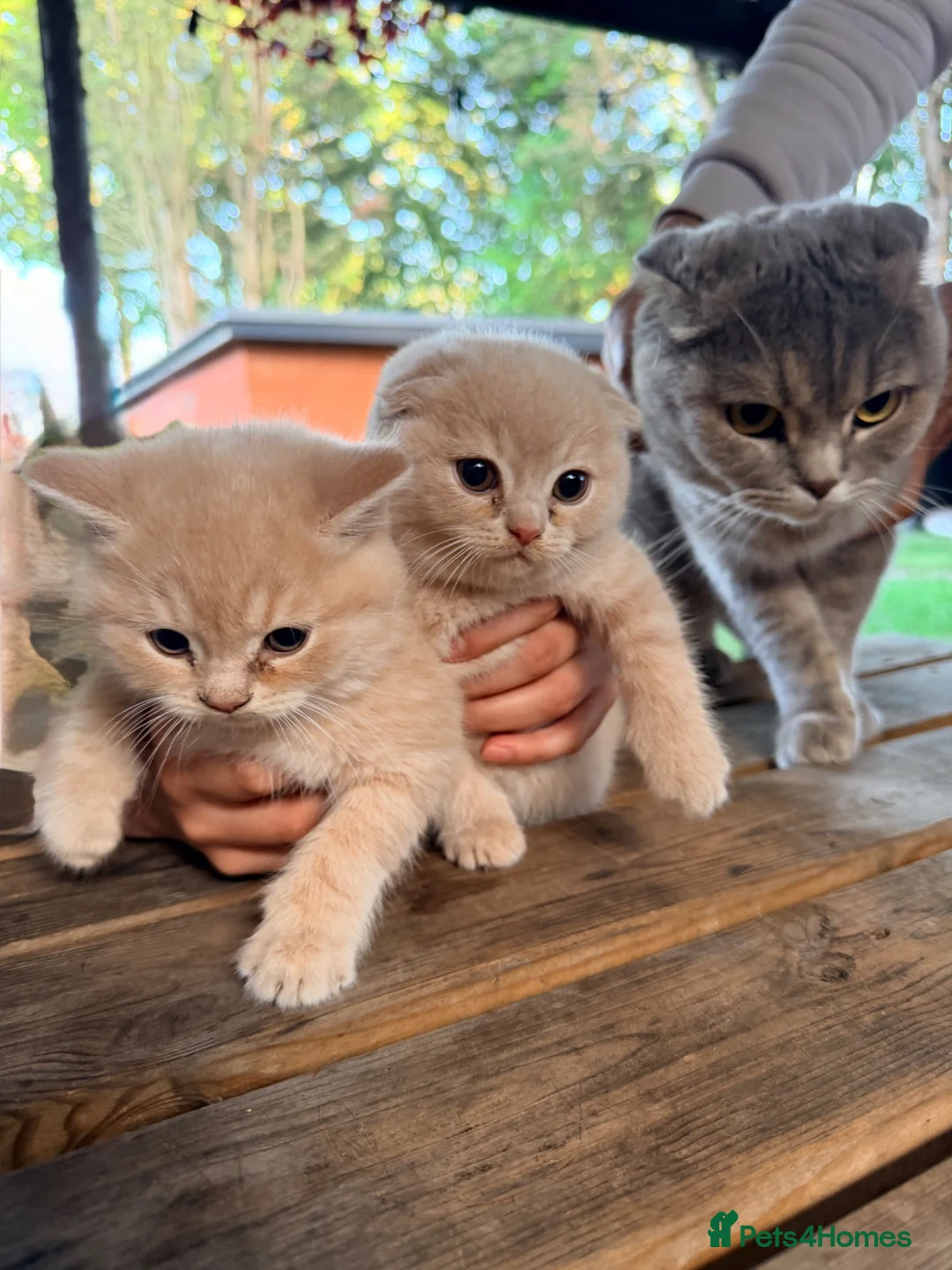 Scottish Fold cats for sale: Cute Scottish Fold Kittens 🐾 - Advert 15