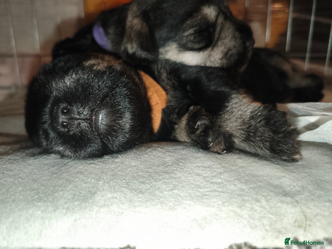 Miniature Schnauzer dogs for sale: Charming Mini Schnauzers with KC registration - Image 6