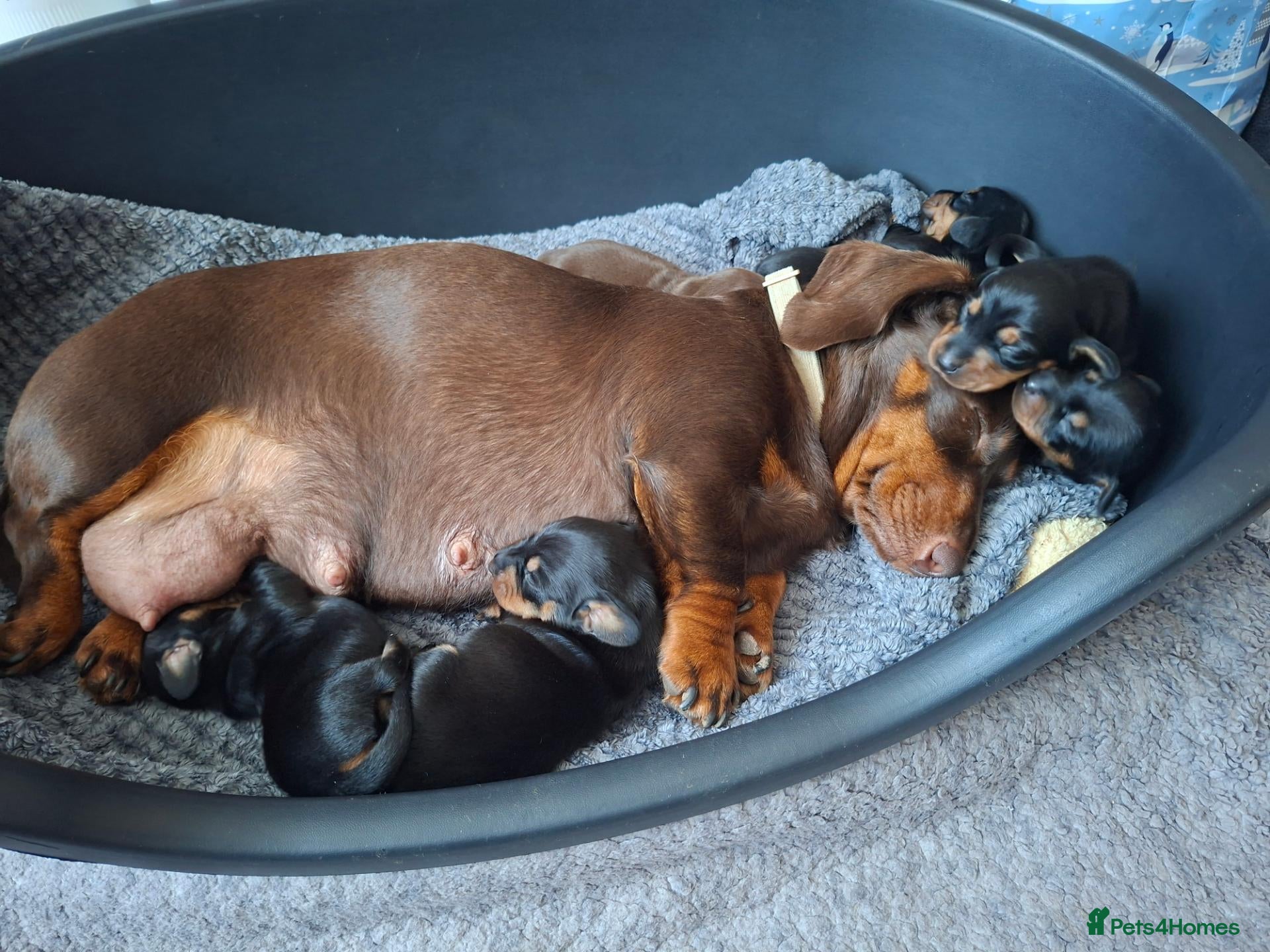 Dachshund dogs Mini dachsund puppies - Advert 1