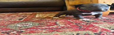 English Bull Terrier 1