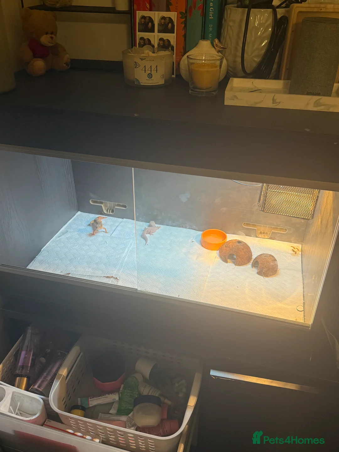 Leopard Gecko reptiles for sale: 2 leopard geckos  - Advert 5