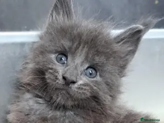 Maine Coon cats Chunky Affectionate TICA Pedigree Health Checked - Advert 11