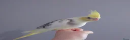 Cockatiels birds for sale: Hand reread silly tame DNA sexed baby cockatiels  - Advert 31